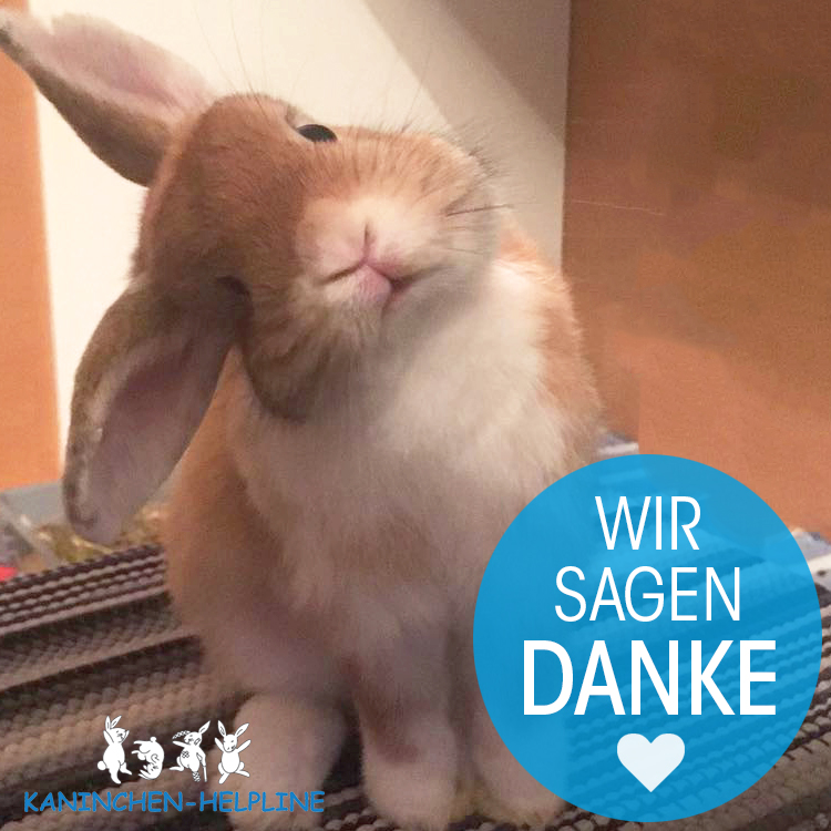 Kaninchen Helpline DANKE