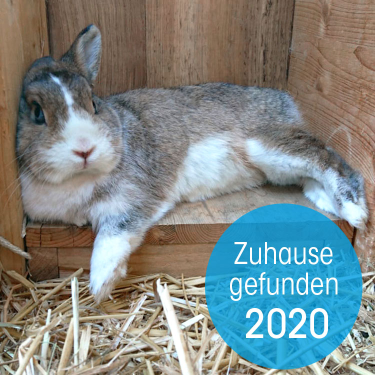Kaninchen Helpline Zuhause gefunden Button 2020