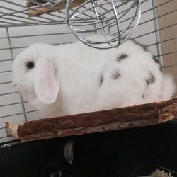 PV Joey Lilo 3