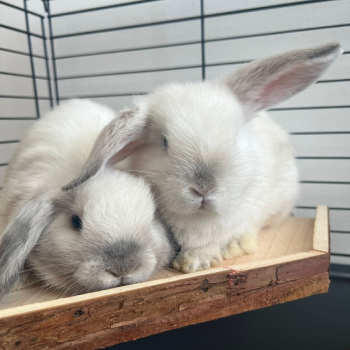 2025 12 Chester Milo PV 1