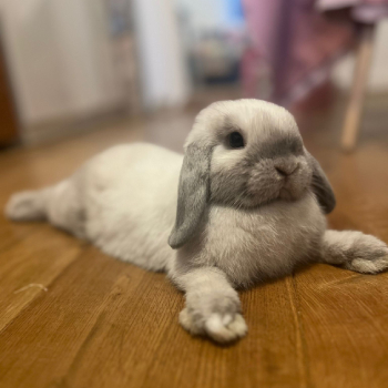 2025 12 Chester Milo PV 2