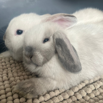 2025 12 Chester Milo PV 3