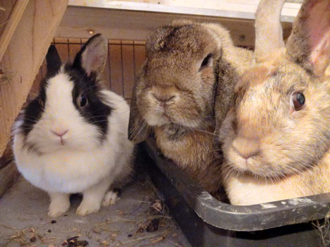 Krüml Bounty Chaos 1