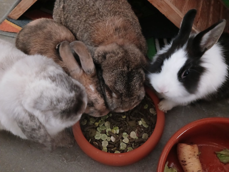 Krüml Bounty Chaos 2