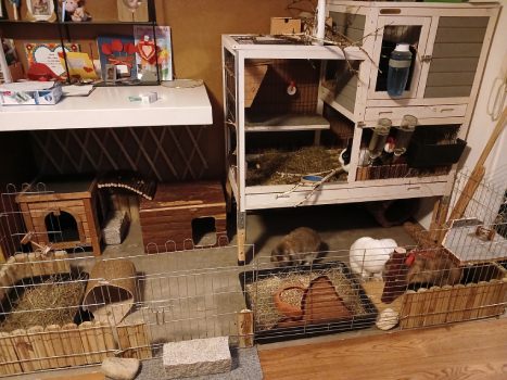 Krüml Bounty Chaos 3