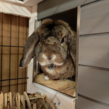 Krüml Bounty Chaos 4