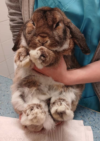 Krüml Bounty Chaos 5