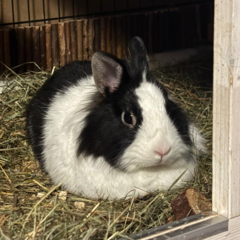 Krüml Bounty Chaos 6