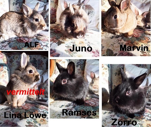 6 Kaninchen neu