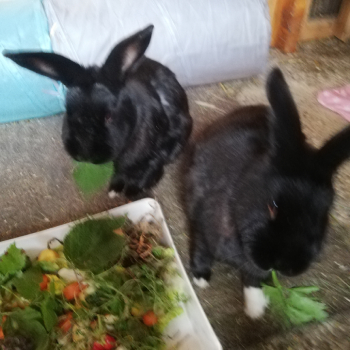 Colas Dante neues Zuhause 1