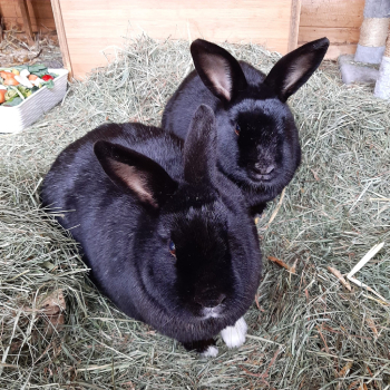 Colas Dante neues Zuhause 3