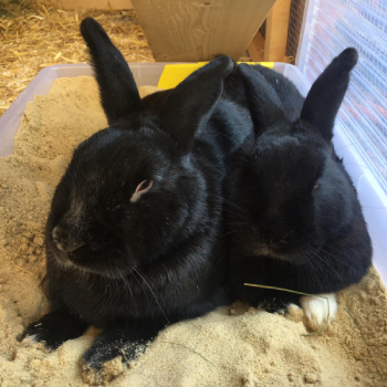 Colas Dante neues Zuhause 6