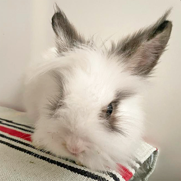 Kaninchen Helpline Fotos in Kürze