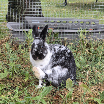 2024 04 Darby neues Zuhause 1