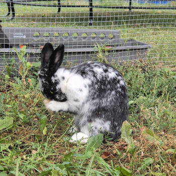 2024 04 Darby neues Zuhause 2