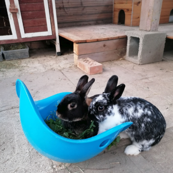 2024 04 Darby neues Zuhause 3