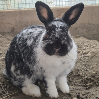 2024 04 Darby neues Zuhause 4