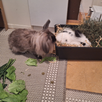 Elliot neues Zuhause 1