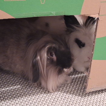 Elliot neues Zuhause 3