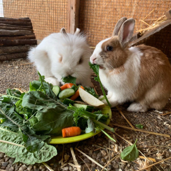 Flauschi Fiona neues Zuhause 1