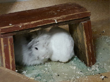 Primus Neues Zuhause 3