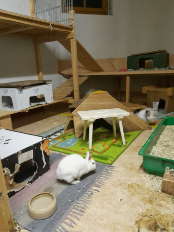 Primus Neues Zuhause 4