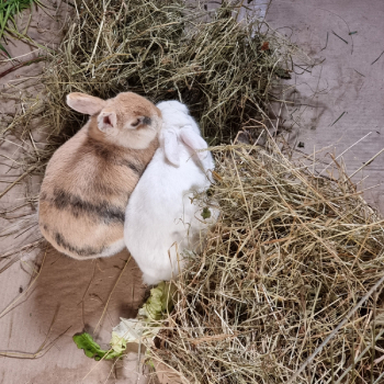 Spartakus neues Zuhause 1