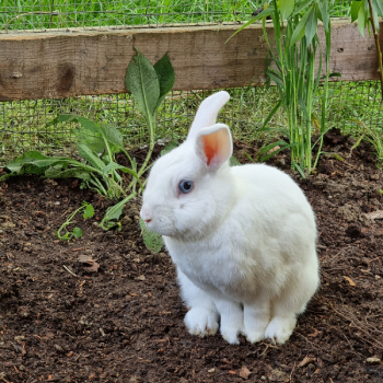 Spartakus neues Zuhause 2