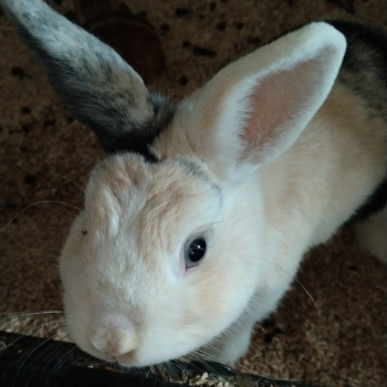 Theo neues Zuhause 2