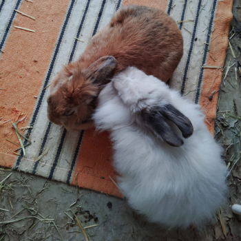 Earl Grey neues Zuhause