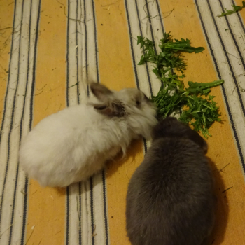 Earl Grey neues Zuhause 2