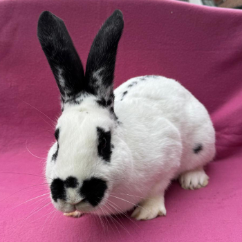 2024 12 Lacki Luke 2