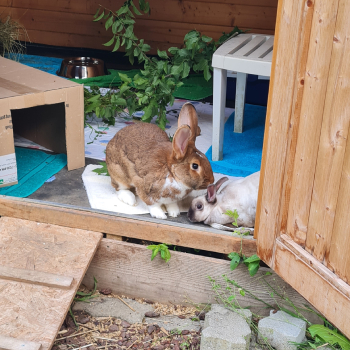 2024 Rory Zuhause gefunden 4