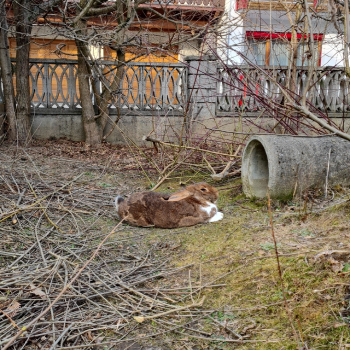 2024 Rory Zuhause gefunden 5