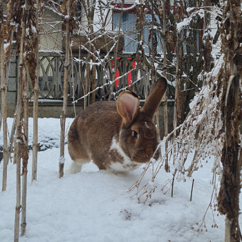 2024 Rory Zuhause gefunden 6