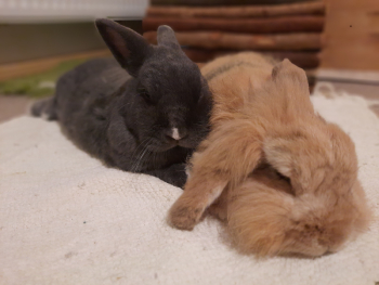 2024 02 Valentin neues Zuhause 4