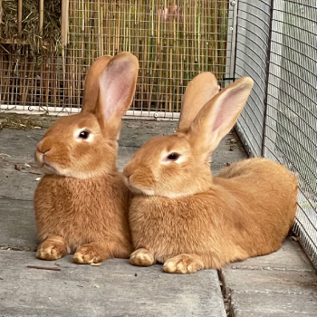 Marbo Dora neues Zuhause 2