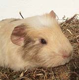 Paddy kl