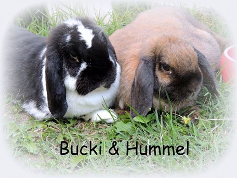 Bucki und Hummel