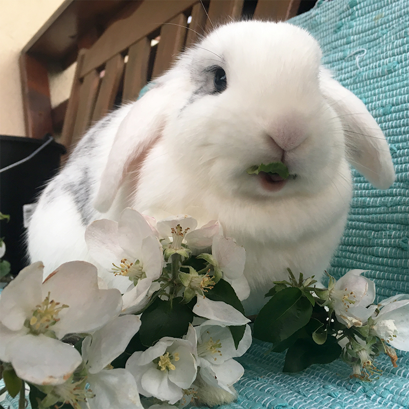 Kaninchen Helpline Magnolie 1