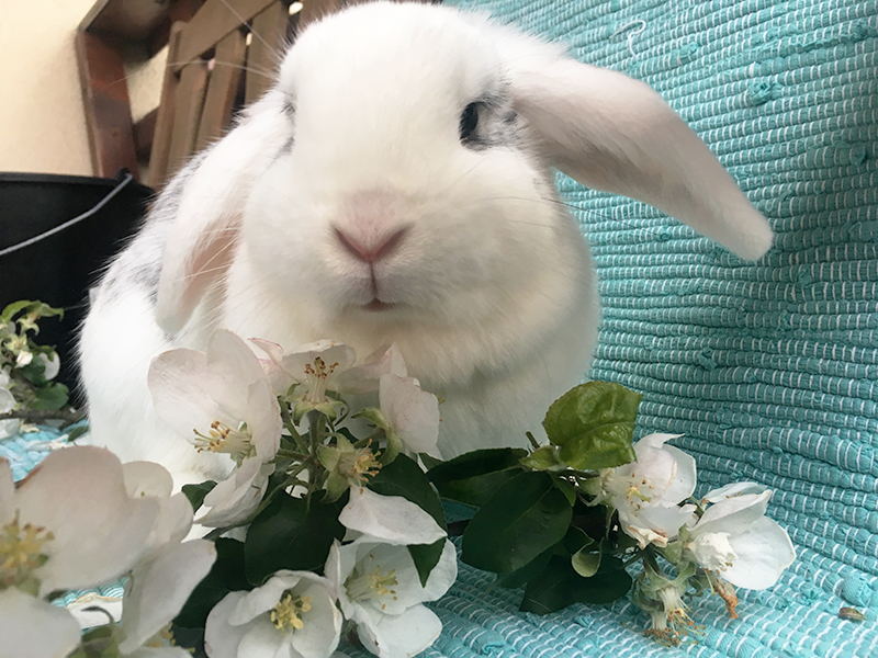 Kaninchen Helpline Magnolie 3