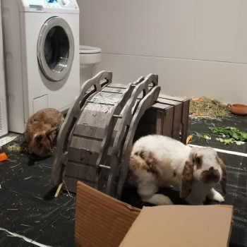 Veri Neues Zuhause 6