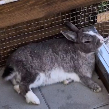 Zwergi Chinchi neues Zuhause 3