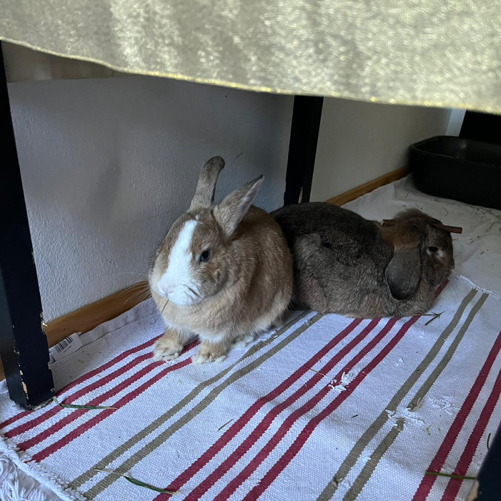 Pudding Zuhause gefunden 2