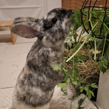 2023 09 Trixie neues Zuhause 1