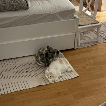 2023 09 Trixie neues Zuhause 2