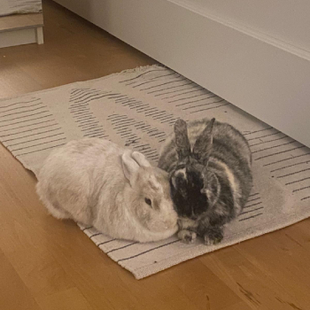 2023 09 Trixie neues Zuhause 3
