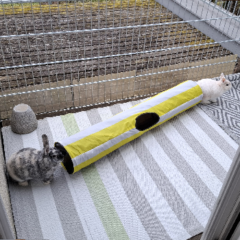 2023 09 Trixie neues Zuhause 6