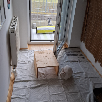 2023 09 Trixie neues Zuhause 7