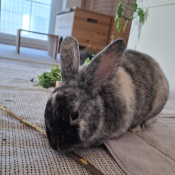 2023 09 Trixie neues Zuhause 8